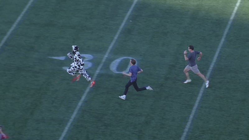 ‘World’s fastest cow’ beats CTV reporters in race at Calgary Stampeders game