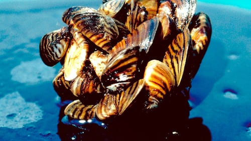 Sask. aiming to stop aquatic invasive species with inspection stations