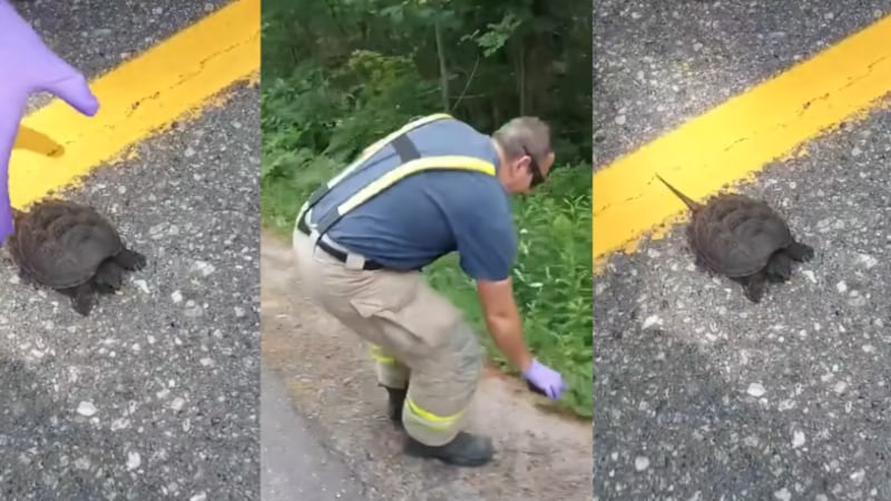 Muskoka Lakes firefighters help tiny turtle cross the road 