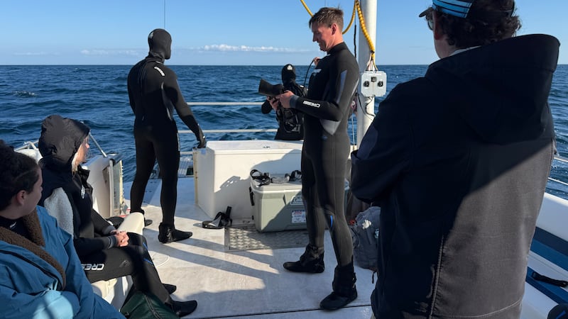 ‘Jaws’ dropping experience: Cage diving with sharks in Nova Scotia