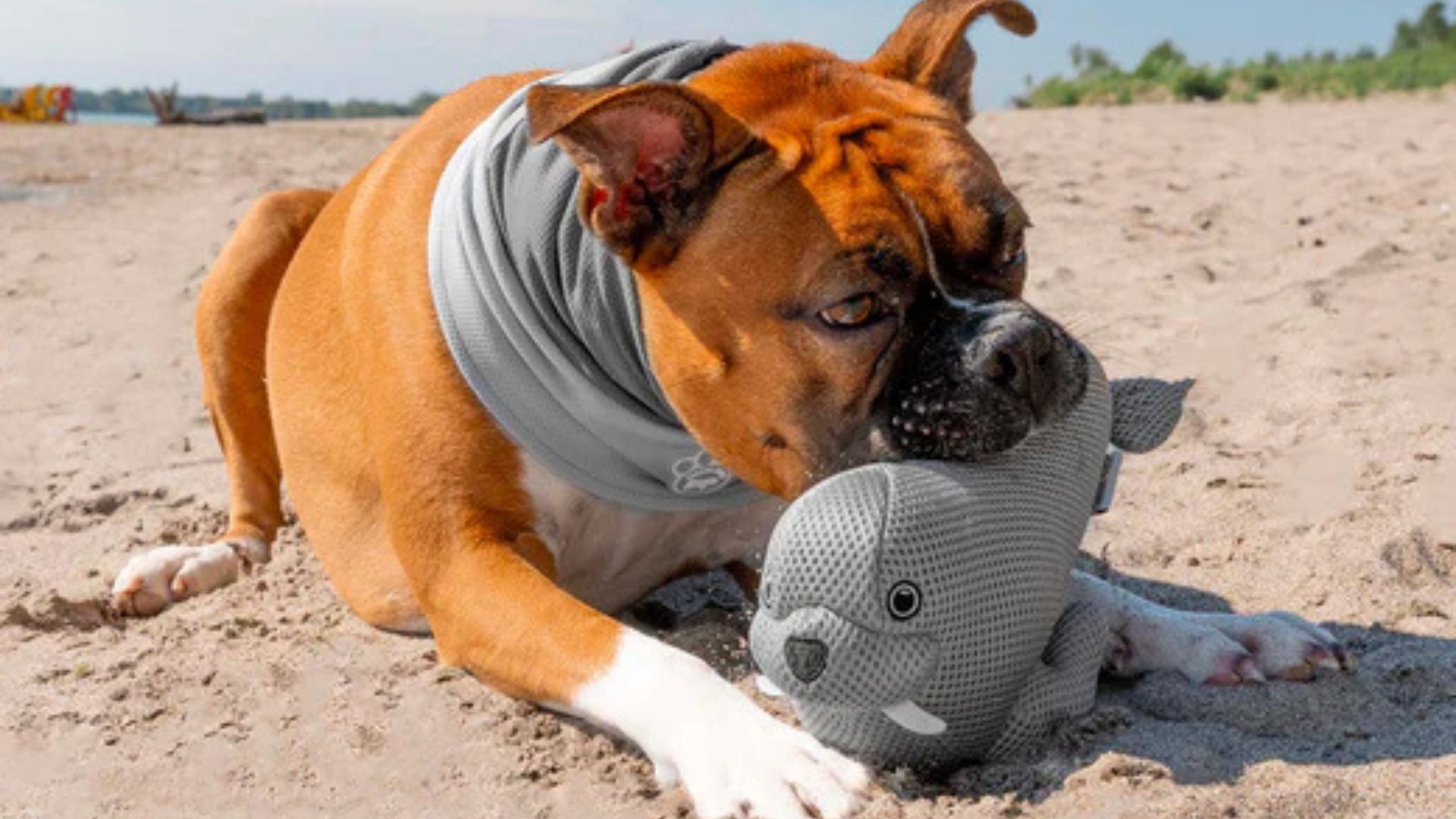 The Absolute Best Cooling Products For Dogs You Can Get In Canada Right Now