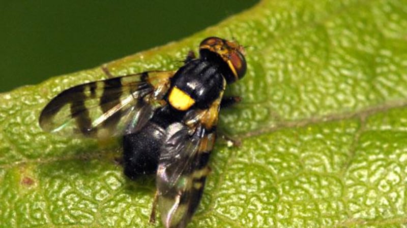 European cherry fruit flies stopped at Detroit Metropolitan Airport