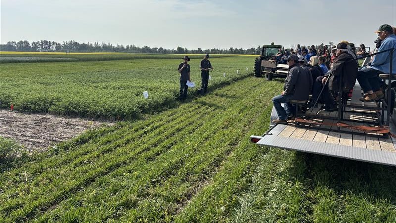 ‘Best learning experience is the one that fails’: Residents tour chickpea test plot near Yorkton