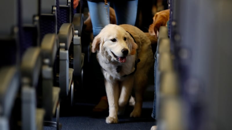Planning to fly with your service animal? Here’s what you need to know