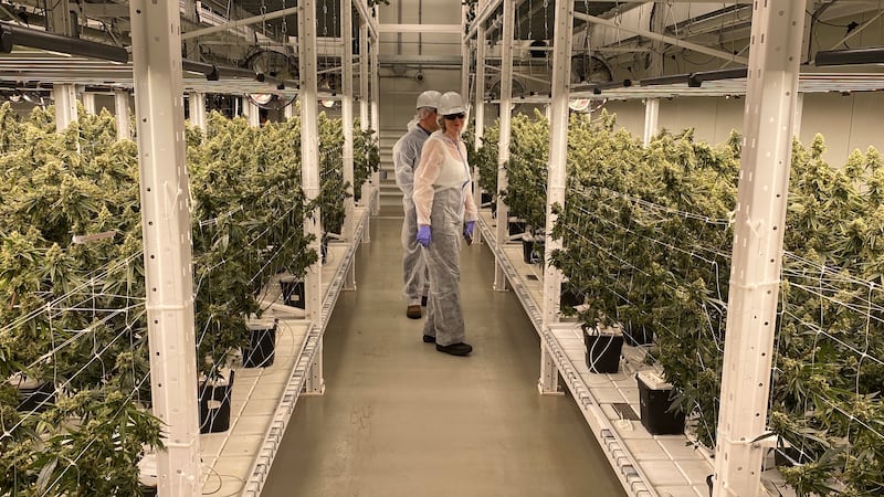 N.B. cannabis producer rebrands, seeks larger international market