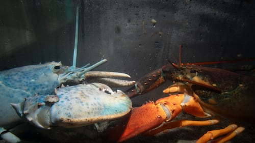 Rare colourful lobsters continue to draw crowds at Nova Scotia aquarium