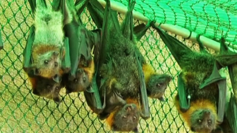 Manitoba’s bat population is in trouble