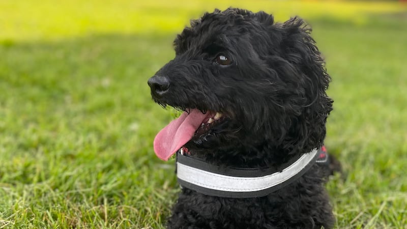 Wildfire smoke can harm your furry friends: Here’s how to protect them