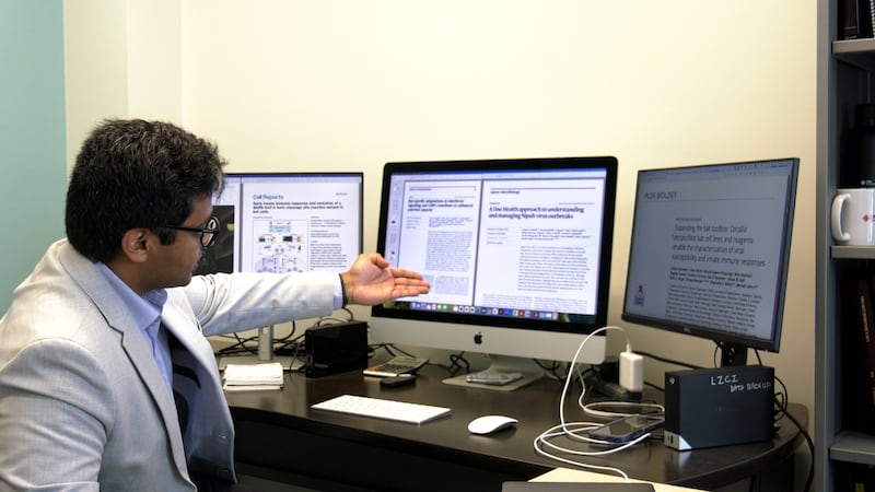 ‘Potential vaccines’: Sask. research studies bats to prevent next disease outbreak