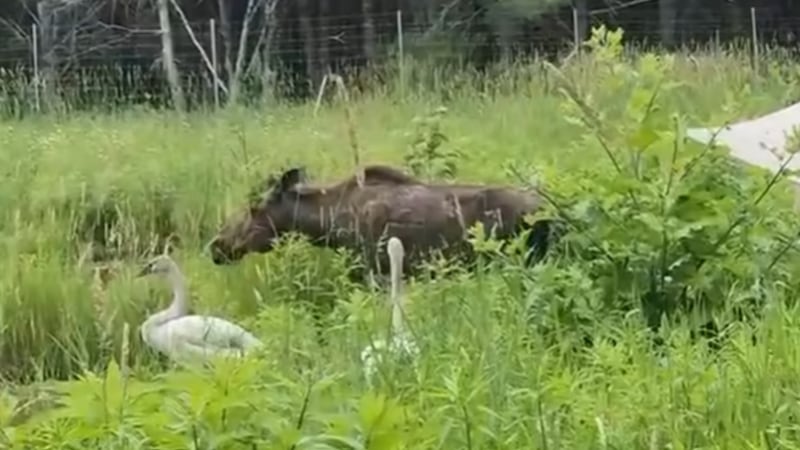 Unlikely friendship forms at Muskoka wildlife sanctuary