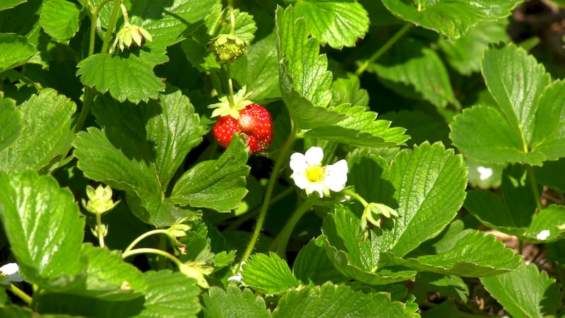 ‘It helps a lot’: Winnipeggers save grocery bills by growing own produce