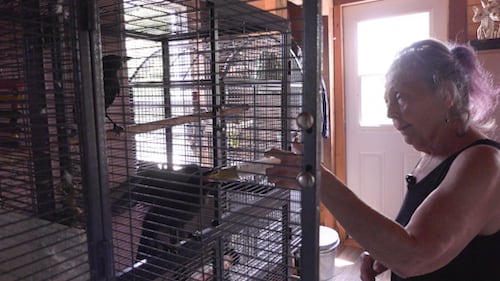 Senior rescuer with about 100 animals in care worries about who will help P.E.I.’s wildlife next