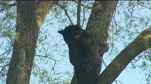 Residents told to secure their garbage after more than 30 bear sightings in northern Ont.
