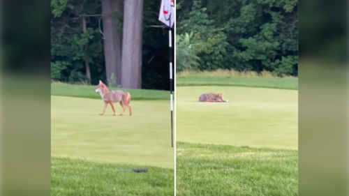 Coyote spotted playing with golf ball on Burlington course